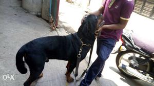 Rottweiler male for sale
