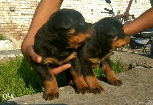 Rottweiler male puppy available.