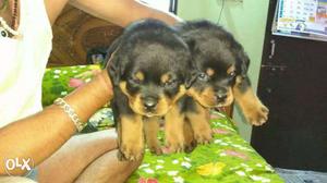 Rottweiler puppies for security purposes