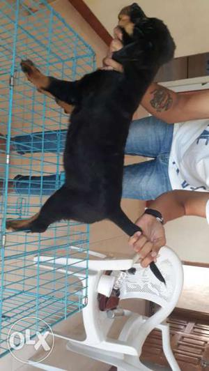 Rottweiler puppies only female available