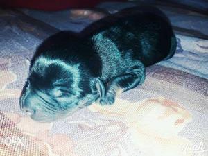 Rottweiler puppy