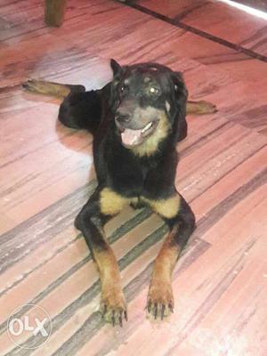 Rottwieler and doberman mix breed 6 months old female very