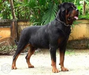 Rottwiller male female kutti sale 