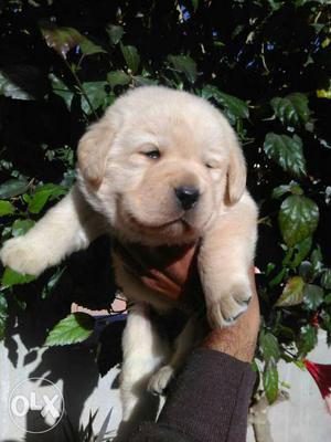 Royal dog kennel. Labrador puppy available for