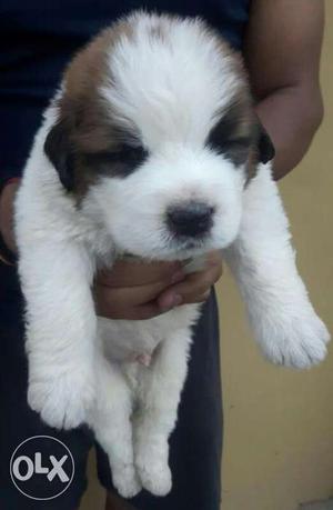 (SAINT BERNARD) Cute Baby Pups for sale in Top Quality