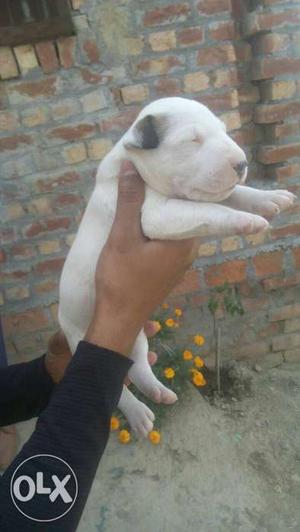 Sahota Dog Farm Full Healthy Parret Nose