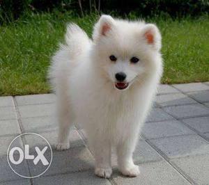 Samoyed Puppy