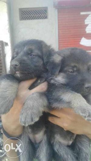 Sarswal kennal gsd dabal kot puppy for sale in