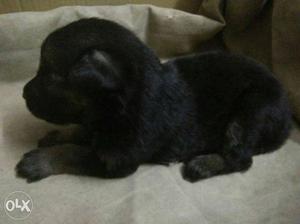 Short-coated Black Puppy