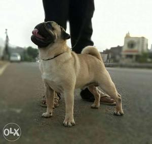Show Quality Pug Male For Sell Champion Blood