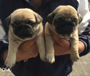 Show quality cute healthy active Pug puppies