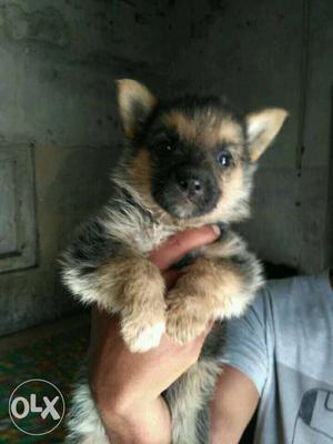 Show quality german Sheffield female pups at