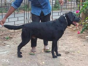 Show quality lab male for sale Result proven 11