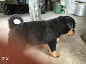 Show quality pupps of Rottweiler avaipable