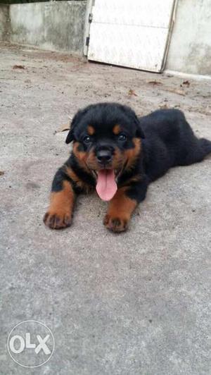 Show quality rottweiler puppy having broad head