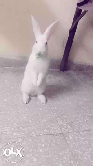 Small cute active rabit 2 months old male and
