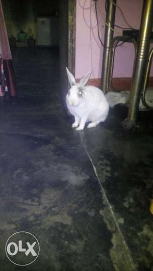 Smarty rabbit good looking white just 