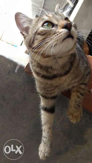 Spotted Bengal cat 10 month old proven male for sale