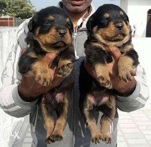 Superb Rottweiler puppy available ready stock