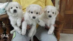 Three Pomeranian puppies for  each, only one left