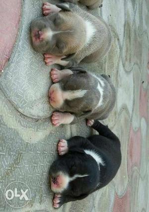 Three Short Coat Puppies