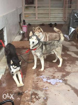 Three Siberian Huskies