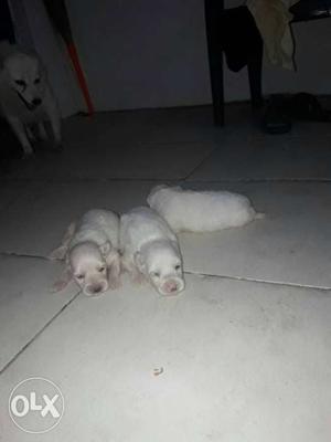 Three White Indian Spitz Puppies