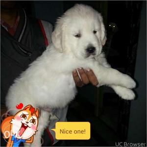 Top blood line and show qlty golden retriver