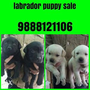 Top quality labrador puppies available