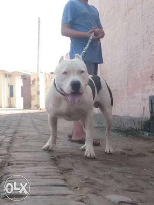 Top quality male pocket size american bully for