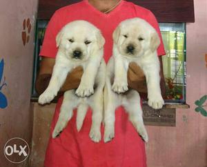 Top show quality punched face Labrador puppies