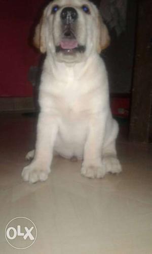Turbo line 1 and half month old lebea puppy A one