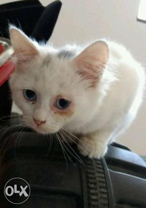 Turkish angora male kitten 3 month old for sale
