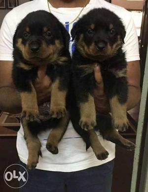 Two Beige Rottweiler Puppies