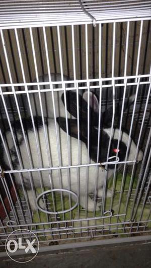 Two Black And White Rabbits