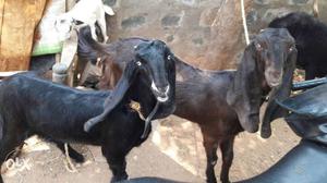 Two Brown And Black Anglo Nubian Goats