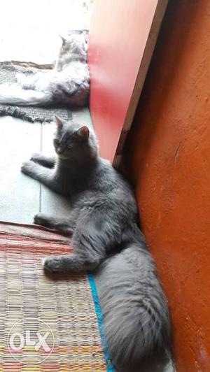 Two Grey Long Fur Cat