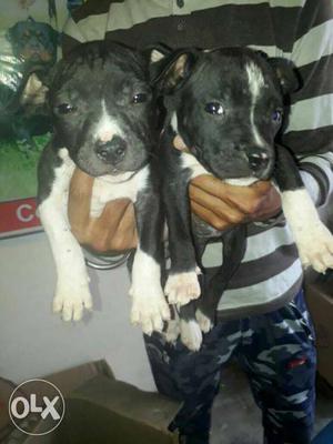 Two White And Black Short Coated Puppies