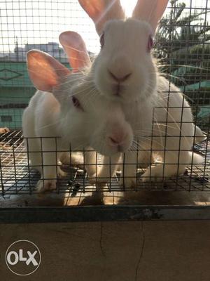 Two White Rabbits with cage