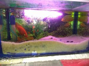 Two severum fishes (3 inch), One red parot fish