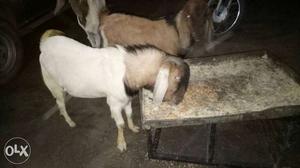 Two white n brown male goat 1 year..