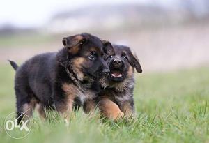 Very bushy and heavy Excellent marking! German Shepherd pups