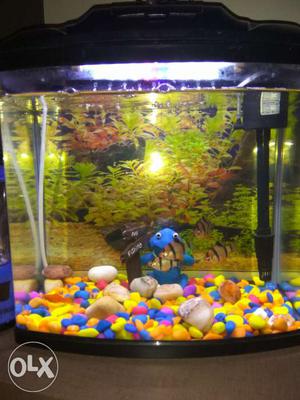 Very new 2 months old 1.2ft tank with inbuilt