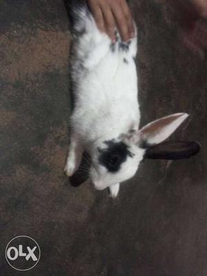 White And Black Coated Rabbit i am not intresting in selling