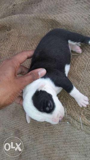 White And Black Smooth Coated Puppy