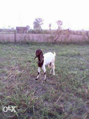 White And Brown Goat 1 female 1 male
