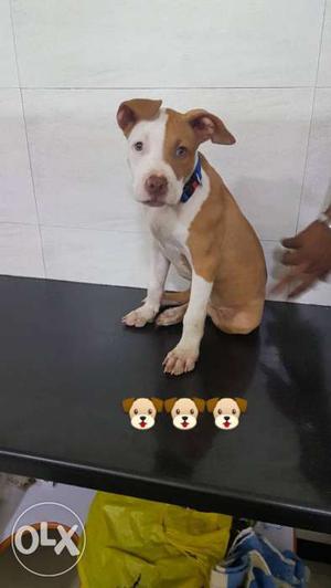 White And Fawn American Pit Bull Terrier
