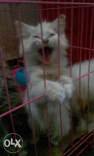 White Long Fur Kitten In Cage
