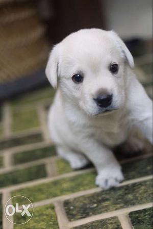White Short Coated Puppy