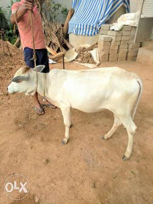 White Vechoor Cow calf, Pure Breed Very Small
